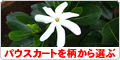 柄から選ぶパウスカート