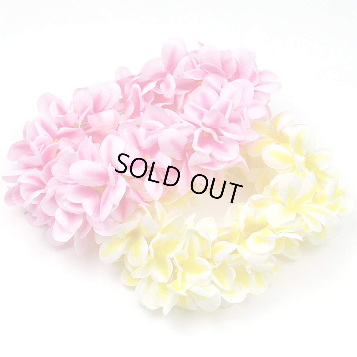 画像2: アロハプルメリア・レイポオ (2)