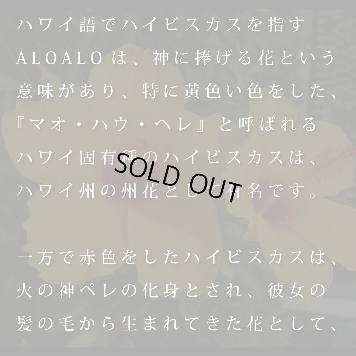 画像11: ALOALO 黄色ハイビスカスガール柄 プリント 半袖 Tシャツ｜モダール レーヨン フレンチスリーブ (11)