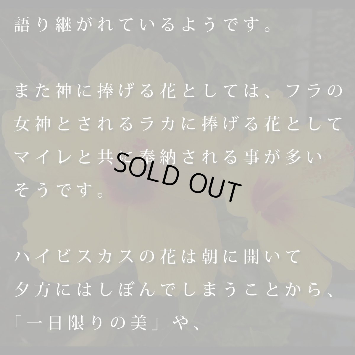 画像12: ALOALO 黄色ハイビスカスガール柄 プリント 半袖 Tシャツ｜モダール レーヨン フレンチスリーブ (12)