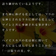 画像12: ALOALO 黄色ハイビスカスガール柄 プリント 半袖 Tシャツ｜モダール レーヨン フレンチスリーブ (12)