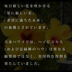 画像13: ALOALO 黄色ハイビスカスガール柄 プリント 半袖 Tシャツ｜モダール レーヨン フレンチスリーブ (13)