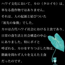 画像7: Kalo（カロ）プリント柄 モダール レーヨン スリムフィット 7分袖 Tシャツ ネコポス送料無料 (7)