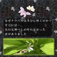 画像15: ナウパカプリント柄生地 フラダンス 舞台衣装 ラウンドネック ロングドレス ポケット付き  Naupaka柄 (15)
