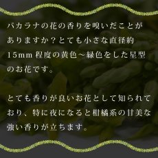 画像11: パカラナレイ プリント柄 6.2oz フライス 半袖 Ｔシャツ 白地 黒地 紺地 ネコポス送料無料 (11)