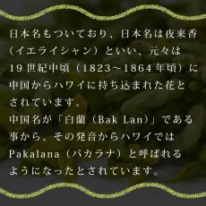 画像12: パカラナレイ プリント柄 6.2oz フライス 半袖 Ｔシャツ 白地 黒地 紺地 ネコポス送料無料 (12)