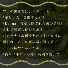 画像15: パカラナレイ プリント柄 6.2oz フライス 半袖 Ｔシャツ 白地 黒地 紺地 ネコポス送料無料 (15)