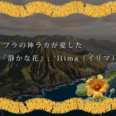画像10:  イリマ&ピカケ プリント柄 6.2oz フライス 半袖 Ｔシャツ 白地 黒地 紺地 ネコポス送料無料 (10)