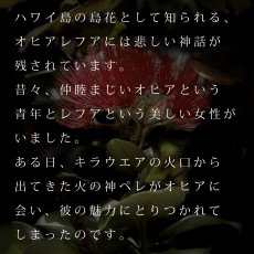 画像11: ペレとオヒアレフア柄 6.2oz フライス 半袖 Ｔシャツ 白地 黒地 紺地 (11)