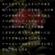 画像13: ペレとオヒアレフア柄 6.2oz フライス 半袖 Ｔシャツ 白地 黒地 紺地 (13)