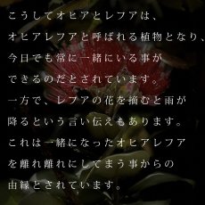 画像14: ペレとオヒアレフア柄 6.2oz フライス 半袖 Ｔシャツ 白地 黒地 紺地 (14)