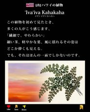 画像4: イヴァイヴァ カハカハ柄 6.2oz フライス 半袖 Ｔシャツ 白地 黒地 紺地 ネコポス送料無料 (4)