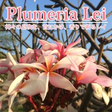 画像10: プルメリアレイ柄プリント 6.2oz フライス 半袖 Ｔシャツ 白地 黒地 紺地 ネコポス送料無料 (10)