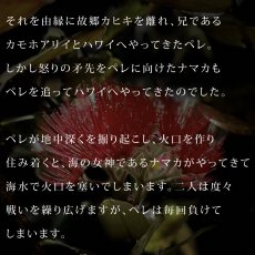 画像14: ペレ柄モダール レーヨン スリムフィット 5分袖 Tシャツ 白 黒 ネコポス送料無料 (14)
